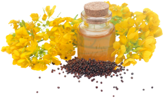 mustard-flowers-with-oil-png